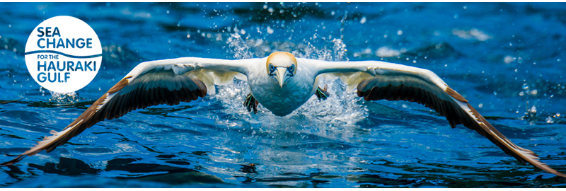 Australasian gannet taking off